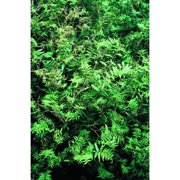 50 Fernleaf Bamboo Seeds – Privacy Plant for Shade Gardens & Exotic Screens – Fast-Growing Ornamental Bamboo for Beds & Large Pots