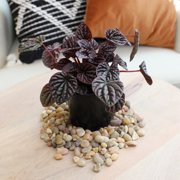 Element Live Houseplants Variety Pack, 4.25in Grower Pots, Easy Care (3 Count)