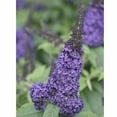 thumbnail image 3 of Buddleia Pugster Blue®, Butterfly Bush, Butterfly Bush - Pot Size: 4.5in - Trees, 3 of 4