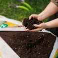 thumbnail image 4 of Schultz Organic Container Potting Soil Mix, 4 of 4