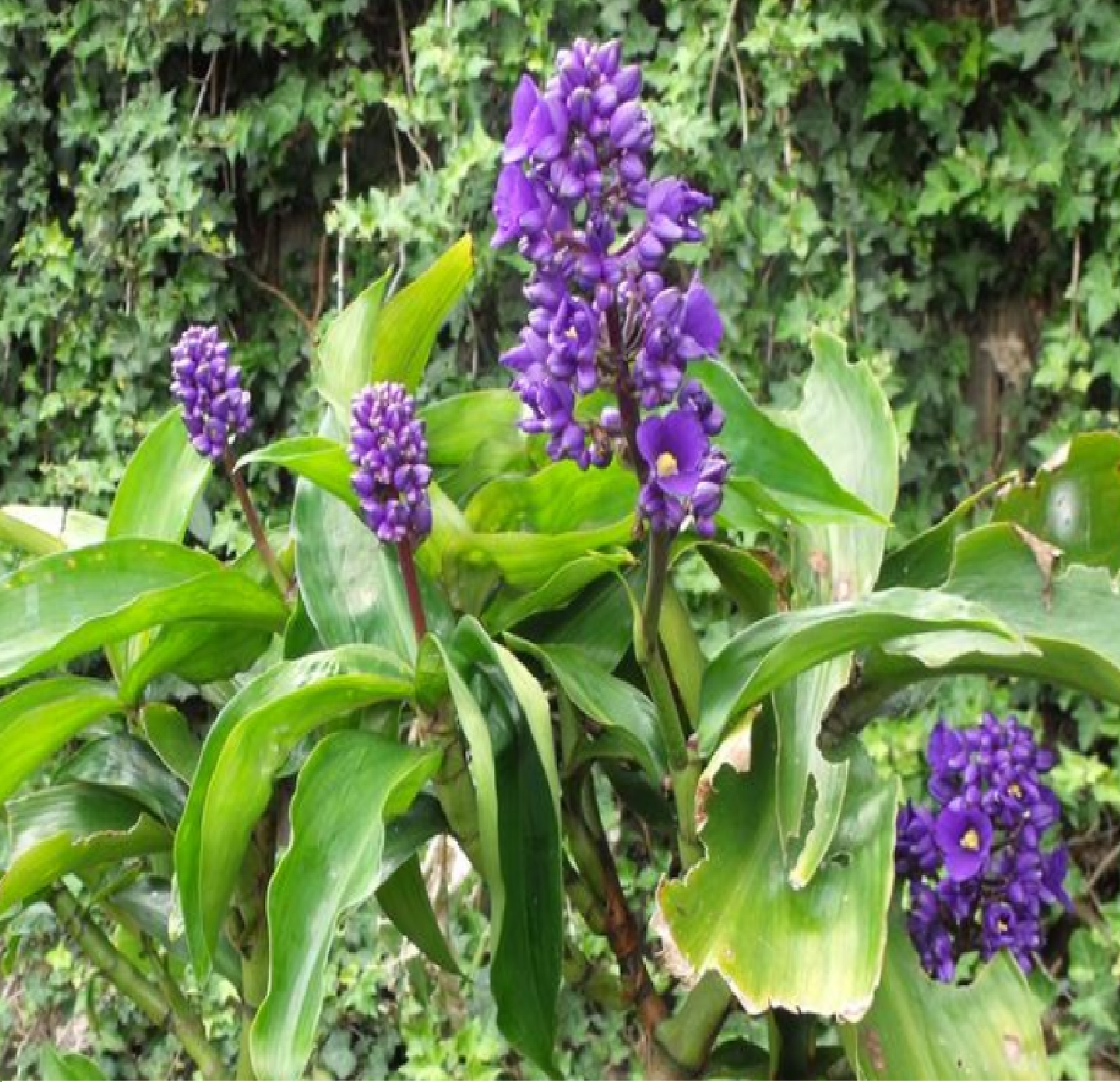 Blue Dichorisandra Thyrsiflora Ginger Plant Bulb 1 PK (2"-4" Long) Partial Sun, Perennial, Indoors Outdoors - image 2 of 8