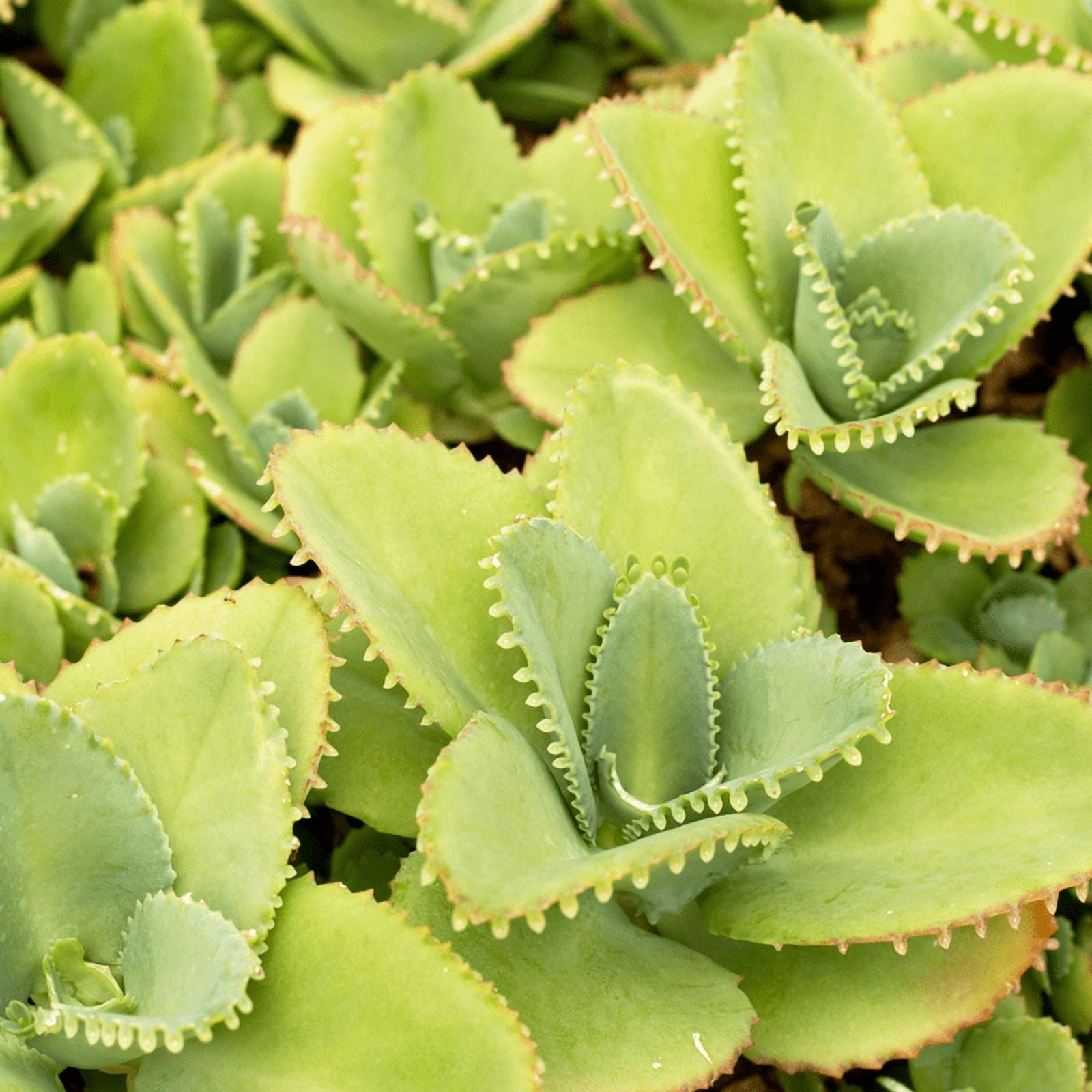 Kalanchoe Mother of Thousands Plant Live Indoor Succulents, 4 to 7 Inches Tall, Rare Succulent in 4 Inches Pot