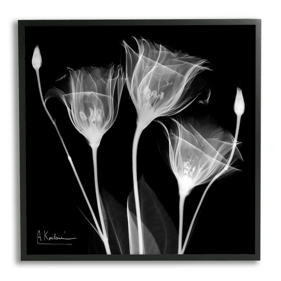 Stupell Industries Contemporary Tulip X-Ray Botanical & Floral Photography Black Framed Art Print Wall Art, 12 x 12