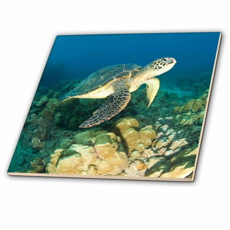 3dRose Green Sea Turtle, Makena SP, Maui, Hawaii - US12 SWS0150 - Stuart Westmorland - Ceramic Tile, 12-inch