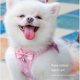 thumbnail image 2 of 5FT Soft Mesh Breathable Dog & Cat Harness & Leash - Escape-Proof & Comfortable for Small & Medium Pets!, 2 of 5