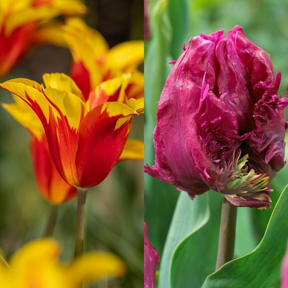 TASC Tulip Flower Bulbs-Tulip Lily-flowered & Parrot-Fire Wings & Parrot Prince (20 Bulbs)