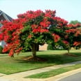 thumbnail image 2 of Brighter Blooms - Dynamite Crape Myrtle, 1-2 ft. - No Shipping to AK, AZ, HI, OR, 2 of 7