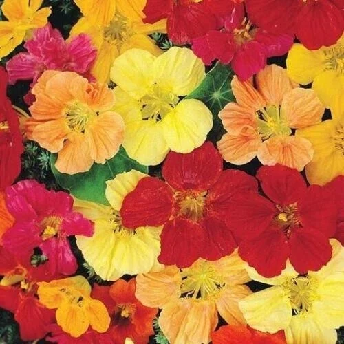 Landscaper's Pack NASTURTIUM TALL MIX – 50 Seeds