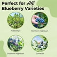 thumbnail image 3 of Specialty Blueberry Potting Mix by Perfect Plants | Organic Premium Mix | Use with Blueberry's, Raspberry, or Other Fruit Shrubs (4qt), 3 of 3