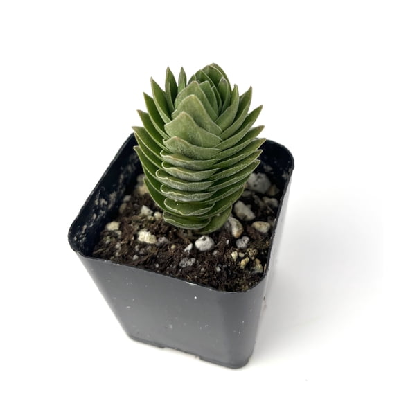 Crassula Buddha's Temple Succulents Live Houseplant, 2" Pot