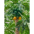thumbnail image 2 of Zwick, Martin 25x32 White Modern Wood Framed Museum Art Print Titled - Papaya in valley Ribeira da Torre on the island Santo Antao-Cape Verde, 2 of 4
