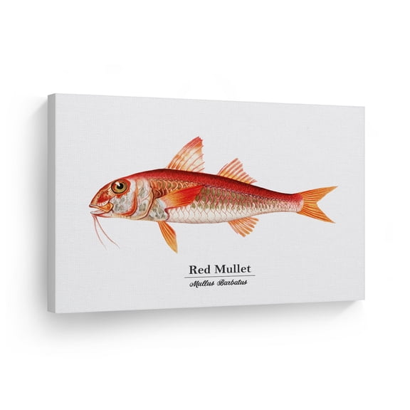 Smile Art Design Red Mullet Mullus Barbatus Fish Painting Marine Animal Canvas Wall Art Print Ocean Sea Fishing Nautical Decor Coastal Living Room Bedroom Kids Room Decor Ready to Hang - 30x40