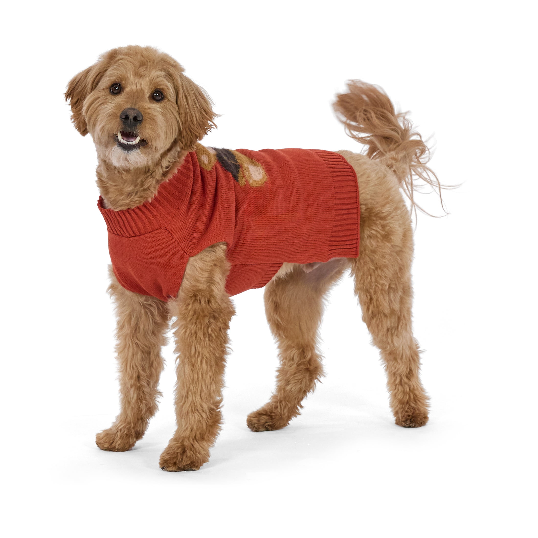 Vibrant Life Knit Sweater for Dogs, Teddy Bear, Orange, M