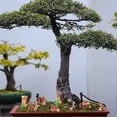 thumbnail image 5 of 8 Pieces Miniature Squirrel Statue Figurines Garden Accessories Micro Landscape Garden Decoration for Family Birthday Cake Decoration, 5 of 5
