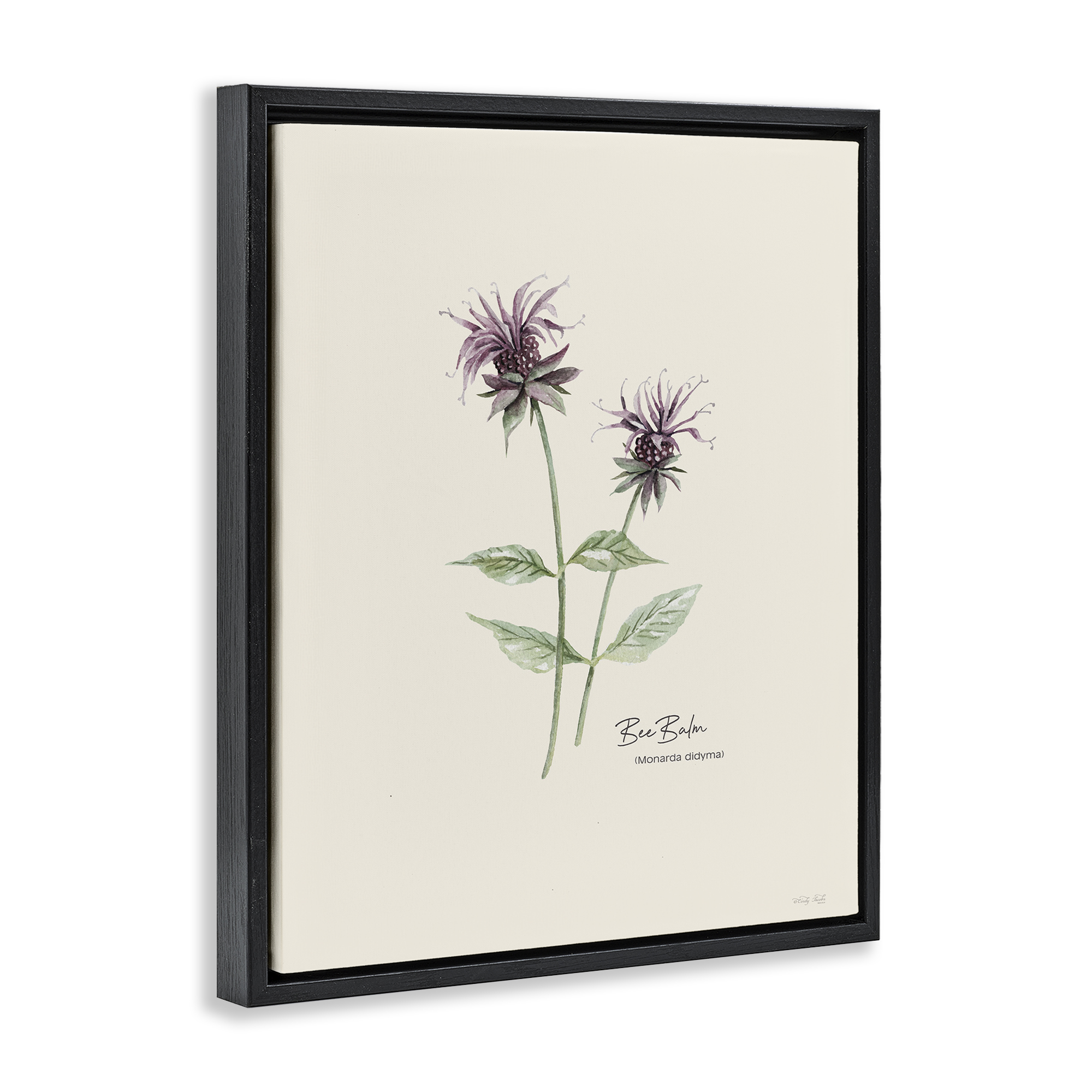Stupell Industries Bee Balm Herb Botanical & Floral Painting Black Floater Framed Art Print Wall Art, 17 x 21