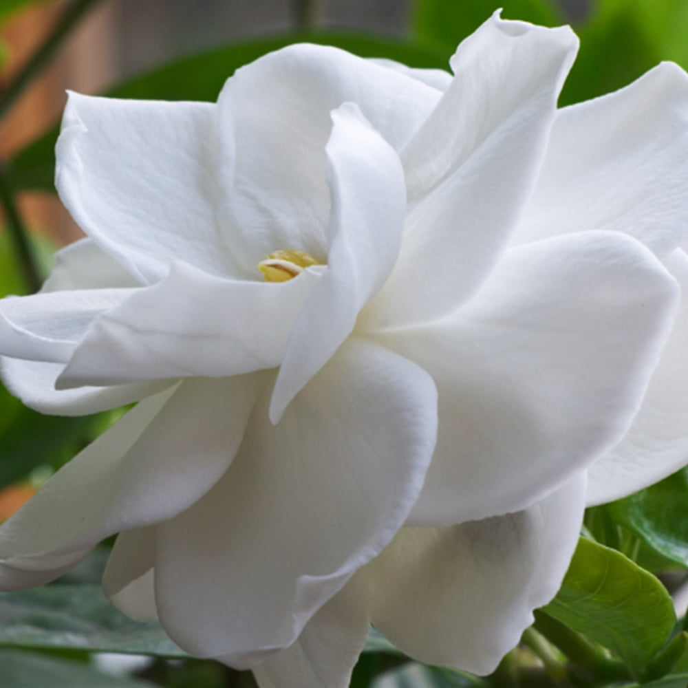 Expert Gardener Outdoor Live Gardenia 2.25 gal pot