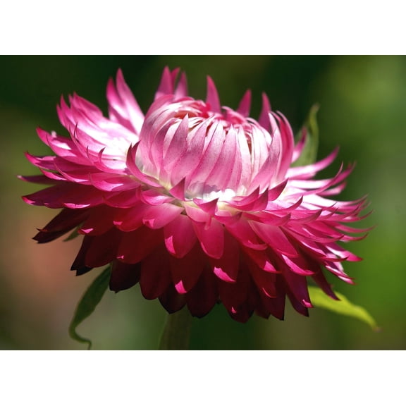 50 PINK DOUBLE STRAWFLOWER Helichrysum Bracteatum Flower Seeds