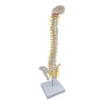 thumbnail image 4 of TISHITA Fexible Spine Model Vertebral Column 45cm Anatomy Life Size for Display standing, 4 of 8
