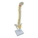 thumbnail image 4 of Modelo de columna vertebral flexible de 45 cm, anatomía de tamaño natural para exhibición de pie., 4 of 9
