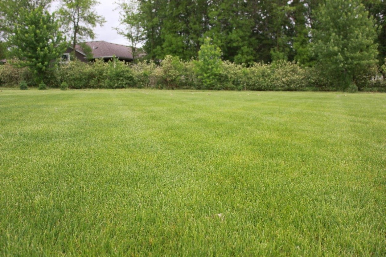 Hale Habitat & Seed Premium Lawn Seed Mix, Bluegrass Blend for Traditional Lawns, 1000 Square Feet