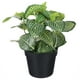 thumbnail image 4 of Fittonia artificial de escritorio para decoración de interiores y exteriores, plantas artificiales de plástico en maceta., 4 of 5