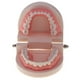 thumbnail image 5 of Modelo de Prótesis Dentales Hugo Tamaño natural Modelo de boca humana, 5 of 10