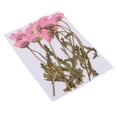 thumbnail image 1 of 12 piezas múltiples flores secas prensadas reales, ramas de flores de crisantemo, para manualidades de bricolaje, scrapboking, decoración de tarjetas rosado Baoblaze Flores secas prensadas reales, 1 of 8