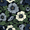 Dark Floral, variant on Yayeee Faucet Mat for Kitchen Sink 14.7" Diatomite Long Splash Guard Pad, Dark Floral
