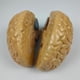 thumbnail image 3 of Modelo de Cerebro Anatomía Del Cerebro Modelo de Enseñanza de Ciencias Médicas Material de Aprendizaje de Laboratorio Escolar Zulema Estatua de las arterias del cerebro humano, 3 of 8