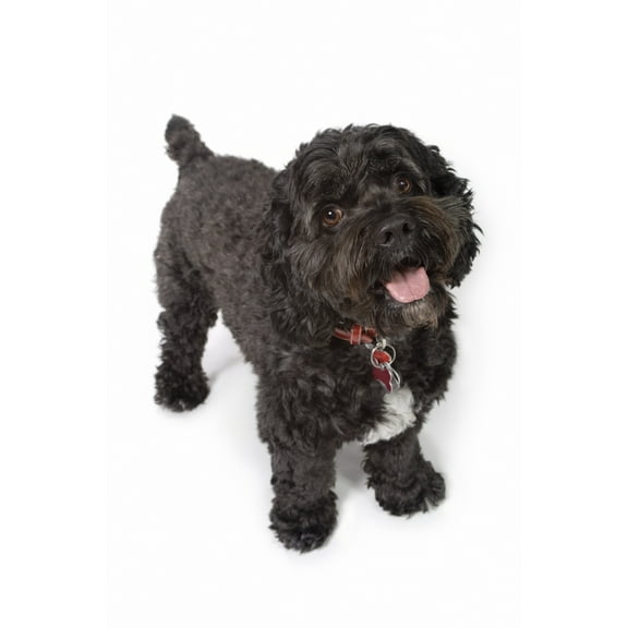 Posterazzi DPI1845295LARGE Black Bichon-Cocker Spaniel Dog Poster Print, Large - 22 x 34