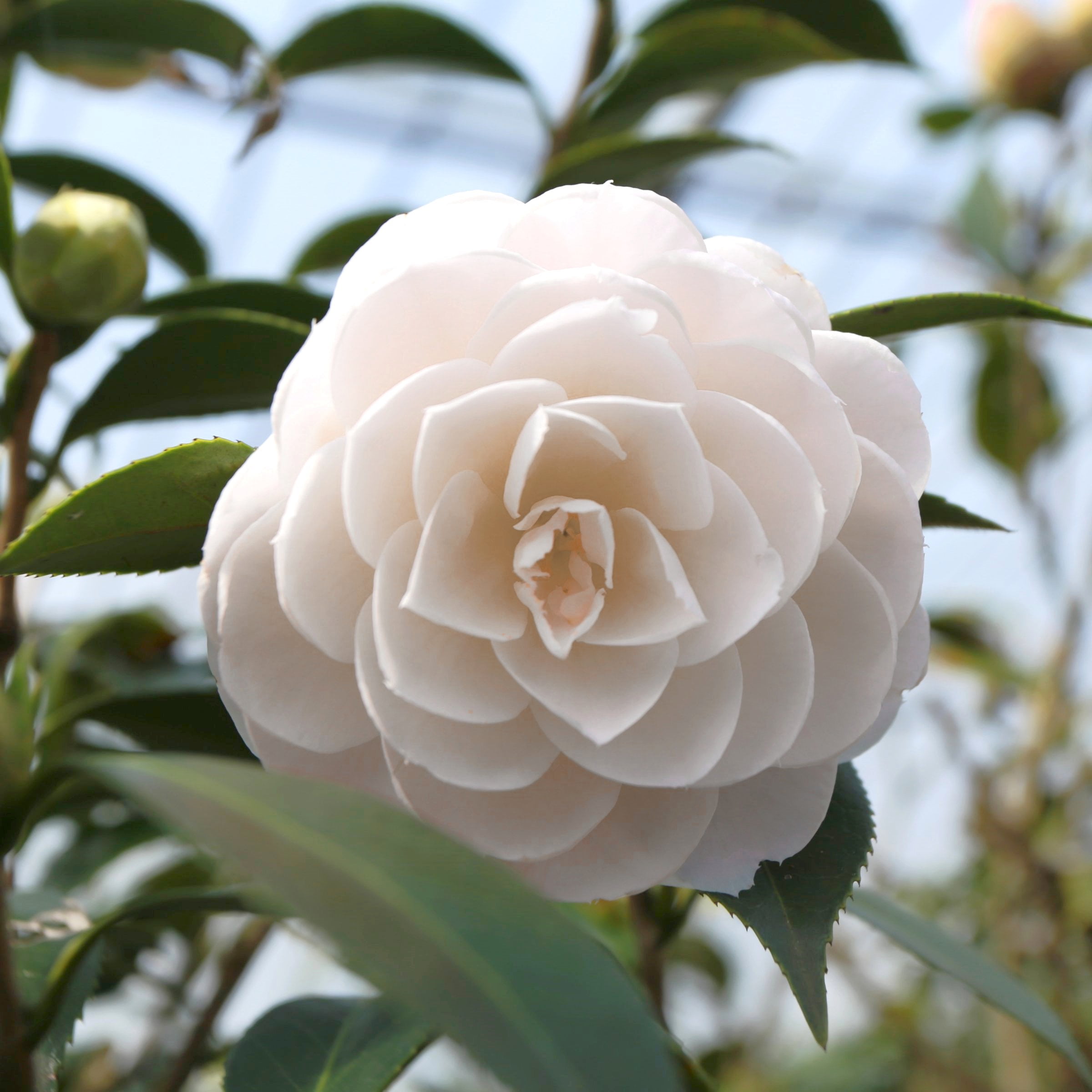 National Plant Network 3 gal. Camellia Japonica Seafoam Shrub