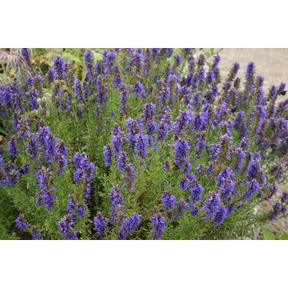 Seed Kingdom Hyssop Great Garden Herb ~ Medicinal ~ Aromatic Bulk 1 Lb Seeds