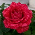 thumbnail image 4 of 5 * SEEDS * RED ROSE Rosa Bush Shrub Perennial Flower Seeds, 4 of 5