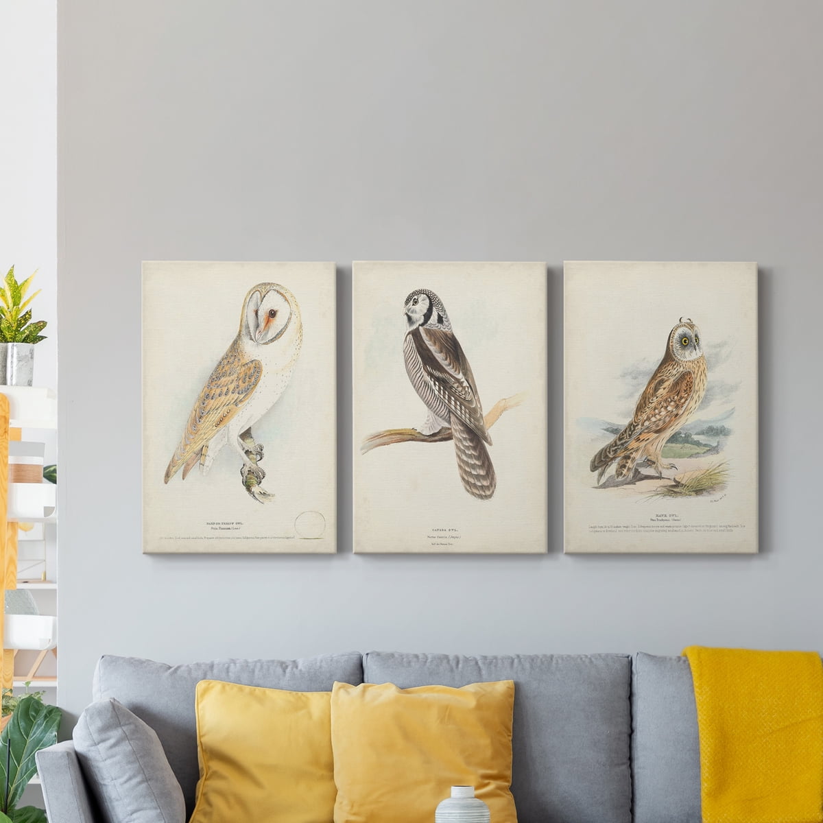 Barn Owl Premium Gallery Wrapped Canvas - Ready to Hang - 18 x 27 Each