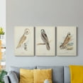 thumbnail image 5 of Barn Owl Premium Gallery Wrapped Canvas - Ready to Hang - 18 x 27 Each, 5 of 10