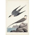 thumbnail image 2 of Audubon, John James 13x18 Black Ornate Wood Framed with Double Matting Museum Art Print Titled - Pl 267 Artic Yager, 2 of 4