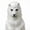 White, variant on Halloween Realistic Lion Mask,Fursuit Lion Head Mask,Funny Animal Masks Fancy Dress for Christmas Carnival Party