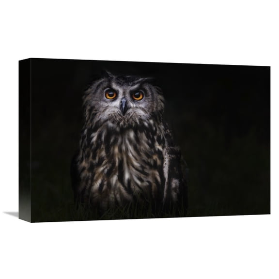 Global Gallery Martine Benezech,'Prince Of The Night' Stretched Canvas Artwork