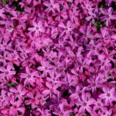 Classy Groundcovers - Phlox 'Red Wings' Creeping Phlox, Moss Phlox {25 Pots - 3 1/2 (Best Ground Cover Phlox)