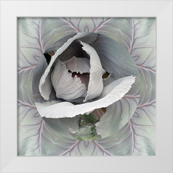 Studio Nine6 26x26 White Modern Wood Framed Museum Art Print Titled - Cabbages A