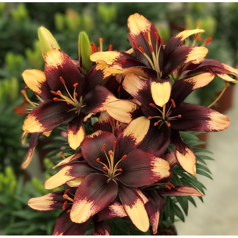 Better Homes and Gardens Outdoor Live Plant Asiatic Lily Bi-Color Orange,  Pink, Purple, Red, Yellow 2.5QT, Sun - Walmart.com