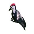 thumbnail image 3 of jinwen Simulation , Handcrafted Spring Scarecrow Artificial Gift Feather Art Sculpture, 3 of 9
