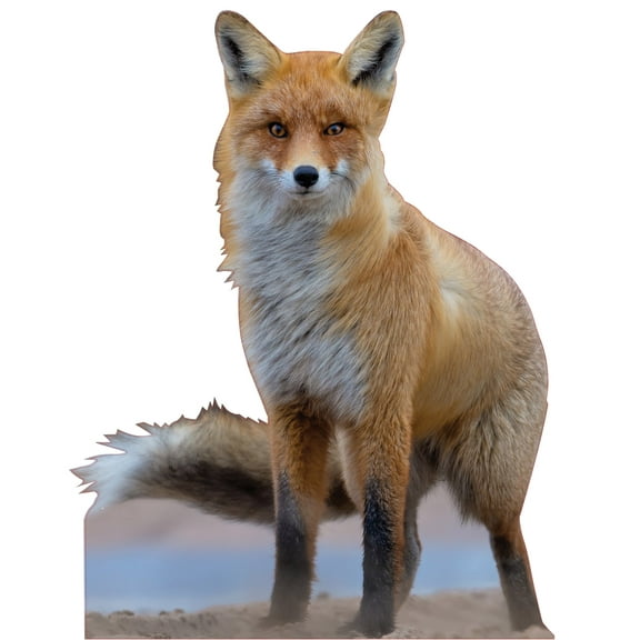 SC2176 Red Fox Cardboard Cutout