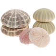 thumbnail image 1 of 6pcs Sea Urchin Decor Air Plant Pot Sea Urchin Tabletop Decor Fish Tank Decors, 1 of 4