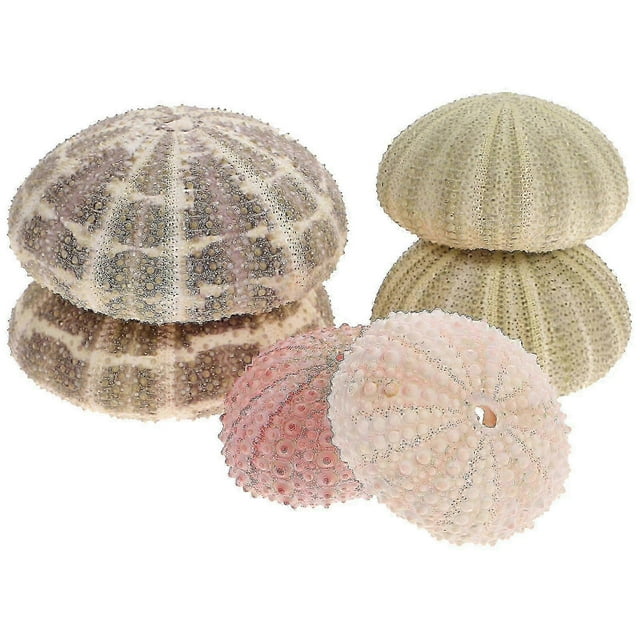 6pcs Sea Urchin Decor Air Plant Pot Sea Urchin Tabletop Decor Fish Tank Decors