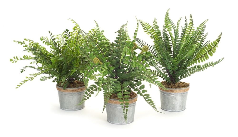 Pack of 3 Green Artificial Country Rustic Potted Ferns 14.5”