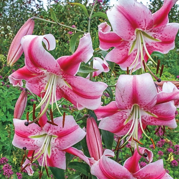 Breck's Pink and White Flowering Anastasia Giant Orienpet Lily Dormant Flower Bulbs, Set of 5 bulbs