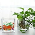 4Pcs Delicate Square Transparent Hydroponic Containers Green Radish