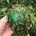 thumbnail image 5 of QARUN 2026 New 10 Pcs Sticky Fruit Fly Trap Ball Adhesive Fly Catching Ball Sticky Glue Fly Gnat Wasp Hornet Mosquito Bugs Flying Insects Trap Ball Traps,Yellow, 5 of 7