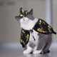 thumbnail image 5 of Decoración de Halloween, disfraz de Halloween para mascota, capa, sombrero de bruja, accesorios para mascotas, disfraces ajustables de Halloween para mascotas, conjunto de ropa para gatos, perros, cac, 5 of 6